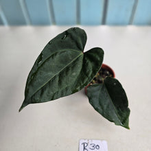 Load image into Gallery viewer, #R30 Anthurium Dark Complex