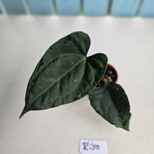 Load image into Gallery viewer, #R30 Anthurium Dark Complex