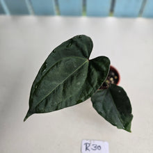 Load image into Gallery viewer, #R30 Anthurium Dark Complex