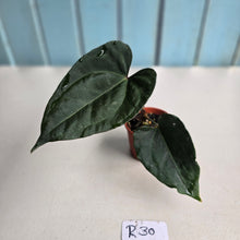 Load image into Gallery viewer, #R30 Anthurium Dark Complex