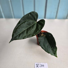 Load image into Gallery viewer, #R30 Anthurium Dark Complex
