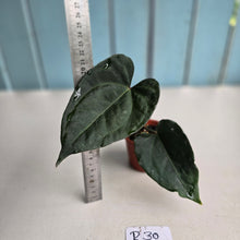 Load image into Gallery viewer, #R30 Anthurium Dark Complex