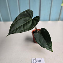 Load image into Gallery viewer, #R30 Anthurium Dark Complex