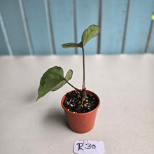 Load image into Gallery viewer, #R30 Anthurium Dark Complex