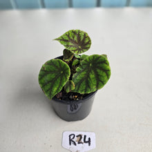 Load image into Gallery viewer, #R24 Begonia Quadrialata ssp. Nimbaensis