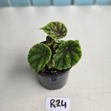 Load image into Gallery viewer, #R24 Begonia Quadrialata ssp. Nimbaensis