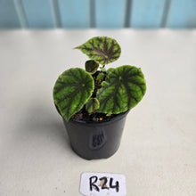 Load image into Gallery viewer, #R24 Begonia Quadrialata ssp. Nimbaensis
