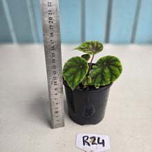 Load image into Gallery viewer, #R24 Begonia Quadrialata ssp. Nimbaensis
