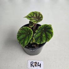 Load image into Gallery viewer, #R24 Begonia Quadrialata ssp. Nimbaensis