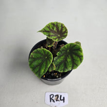 Load image into Gallery viewer, #R24 Begonia Quadrialata ssp. Nimbaensis