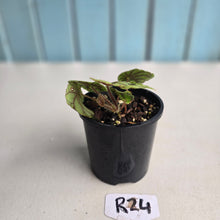 Load image into Gallery viewer, #R24 Begonia Quadrialata ssp. Nimbaensis