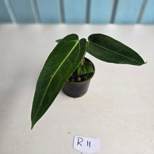 Load image into Gallery viewer, #R11 Anthurium Warocqueanum