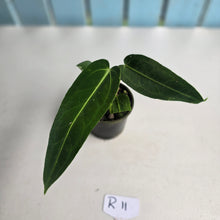 Load image into Gallery viewer, #R11 Anthurium Warocqueanum