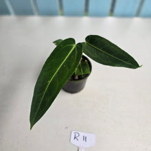 Load image into Gallery viewer, #R11 Anthurium Warocqueanum