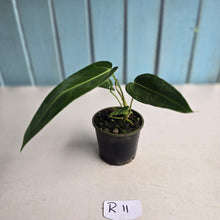 Load image into Gallery viewer, #R11 Anthurium Warocqueanum