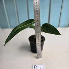 Load image into Gallery viewer, #R11 Anthurium Warocqueanum