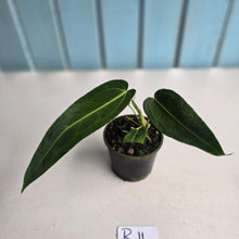 Load image into Gallery viewer, #R11 Anthurium Warocqueanum