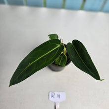 Load image into Gallery viewer, #R11 Anthurium Warocqueanum