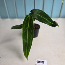 Load image into Gallery viewer, #R105 Anthurium Warocqueanum