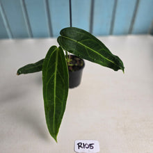 Load image into Gallery viewer, #R105 Anthurium Warocqueanum