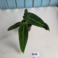 Load image into Gallery viewer, #R105 Anthurium Warocqueanum