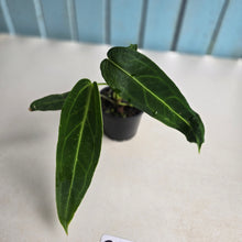 Load image into Gallery viewer, #R105 Anthurium Warocqueanum