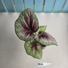 Load image into Gallery viewer, #RB20 Begonia Plum Paisley