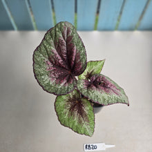 Load image into Gallery viewer, #RB20 Begonia Plum Paisley