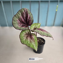 Load image into Gallery viewer, #RB20 Begonia Plum Paisley