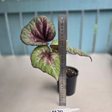 Load image into Gallery viewer, #RB20 Begonia Plum Paisley