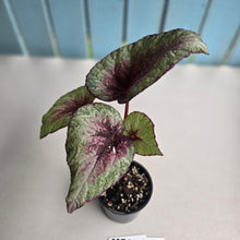 Load image into Gallery viewer, #RB20 Begonia Plum Paisley