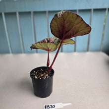 Load image into Gallery viewer, #RB20 Begonia Plum Paisley