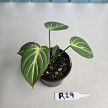 Load image into Gallery viewer, #R29 Philodendron Tinkle Bell