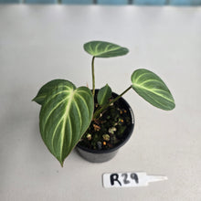 Load image into Gallery viewer, #R29 Philodendron Tinkle Bell