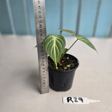 Load image into Gallery viewer, #R29 Philodendron Tinkle Bell
