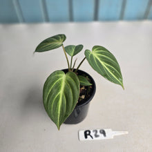 Load image into Gallery viewer, #R29 Philodendron Tinkle Bell