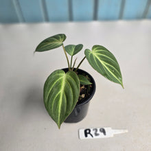 Load image into Gallery viewer, #R29 Philodendron Tinkle Bell