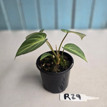 Load image into Gallery viewer, #R29 Philodendron Tinkle Bell