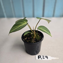 Load image into Gallery viewer, #R29 Philodendron Tinkle Bell