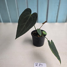 Load image into Gallery viewer, #R27 Dark Anthurium NOID - With Pup