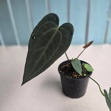Load image into Gallery viewer, #R27 Dark Anthurium NOID - With Pup