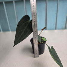 Load image into Gallery viewer, #R27 Dark Anthurium NOID - With Pup