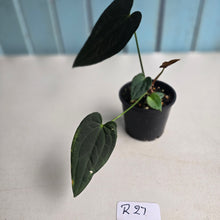 Load image into Gallery viewer, #R27 Dark Anthurium NOID - With Pup