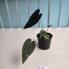 Load image into Gallery viewer, #R27 Dark Anthurium NOID - With Pup