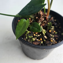 Load image into Gallery viewer, #R27 Dark Anthurium NOID - With Pup