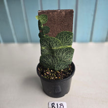 Load image into Gallery viewer, #R18 Rhaphidophora Cryptantha