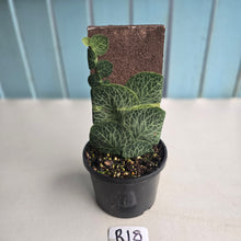 Load image into Gallery viewer, #R18 Rhaphidophora Cryptantha