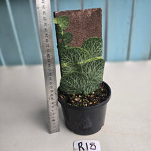 Load image into Gallery viewer, #R18 Rhaphidophora Cryptantha