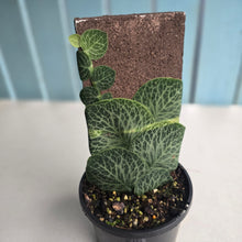 Load image into Gallery viewer, #R18 Rhaphidophora Cryptantha