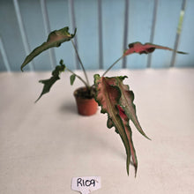 Load image into Gallery viewer, #R109 Funky Caladium